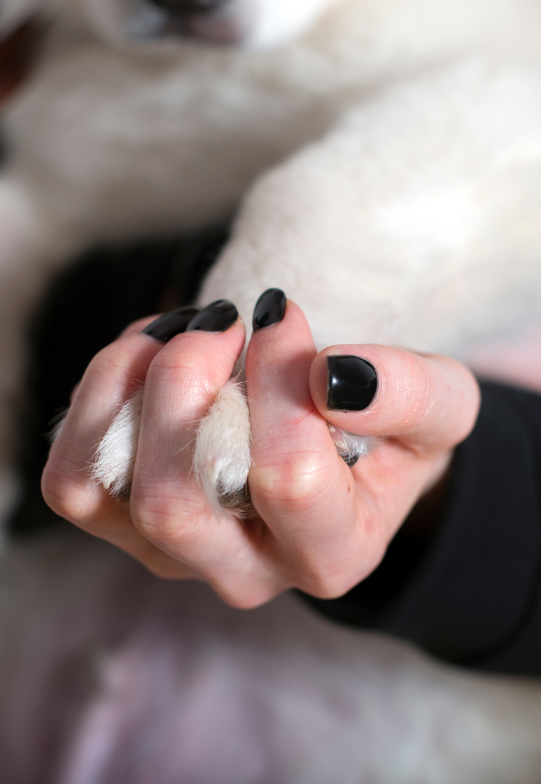 A close-up of a person gently holding a pet’s paw, symbolizing love, connection, and support during a pet’s end-of-life journey.