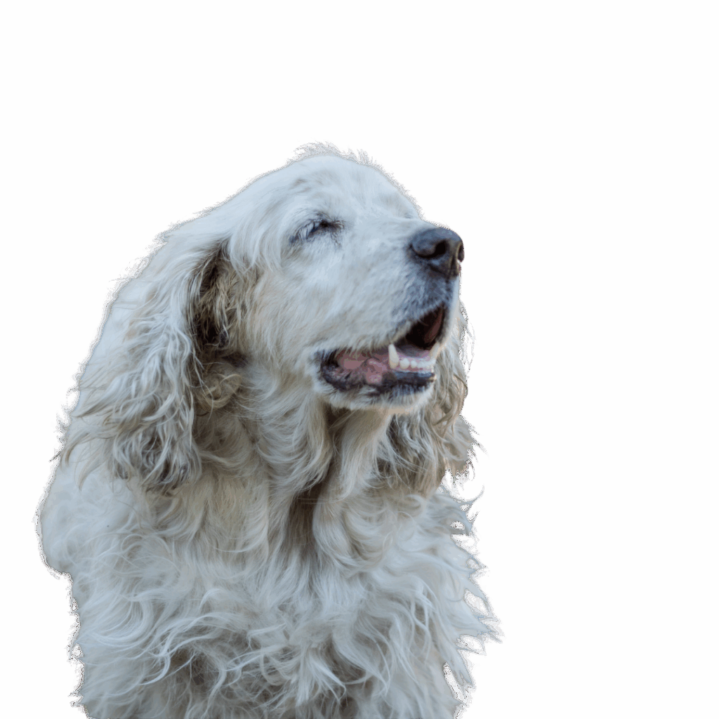 Close-up of a senior dog with white, curly fur and a peaceful expression, symbolizing love and respect for aging pets.