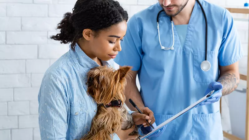 Senior Pets 101: How to Keep Them Comfortable and Thriving
