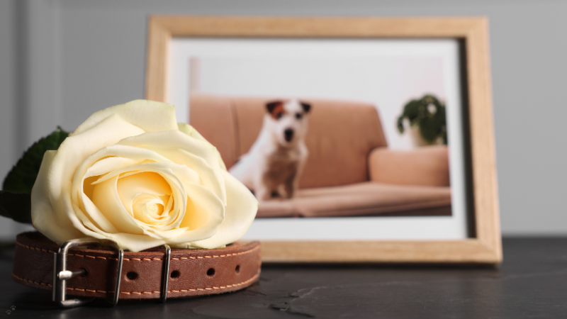 A yellow rose resting on a dog collar in front of a framed photo of a dog — symbolizing pet loss and remembrance.