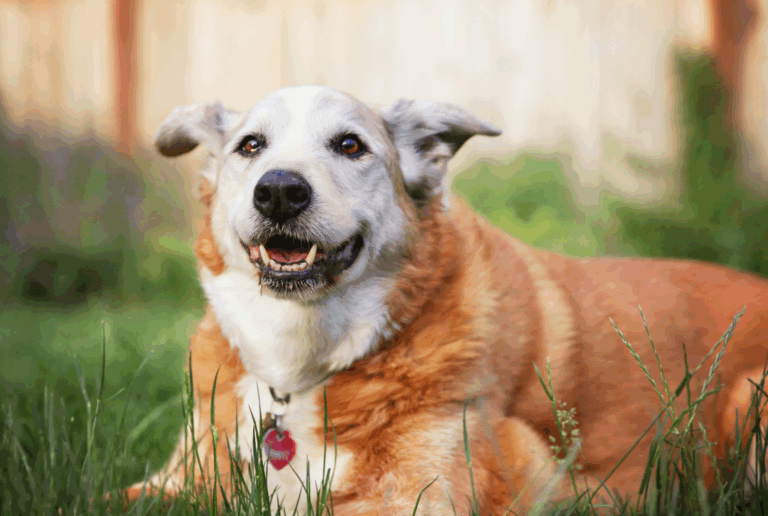 Smiling senior mixed-breed dog relaxing in the grass on a sunny day