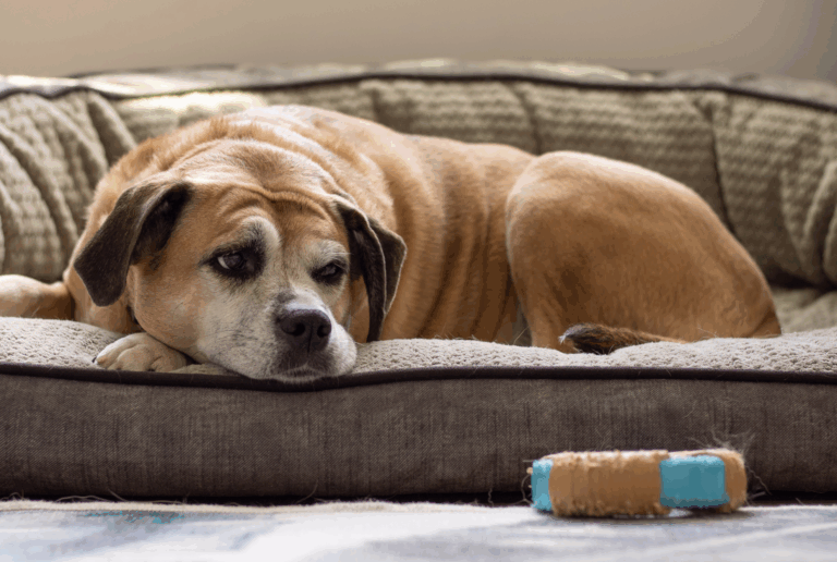 Older tan dog resting on a soft orthopedic bed indoors